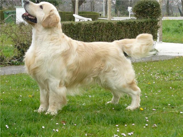 bite statistics golden retriever the 10 most dangerous breeds puppytoob free hd wallpapers bite statistics golden retriever the 10 most dangerous breeds puppytoob free hd wallpapers